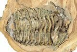 Fossil Calymene Trilobite In Nodule (Pos/Neg) - Morocco #251727-1